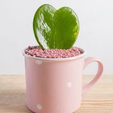 Hoya kerrii the heart-shaped thick leaves plant in pink polka dot mug