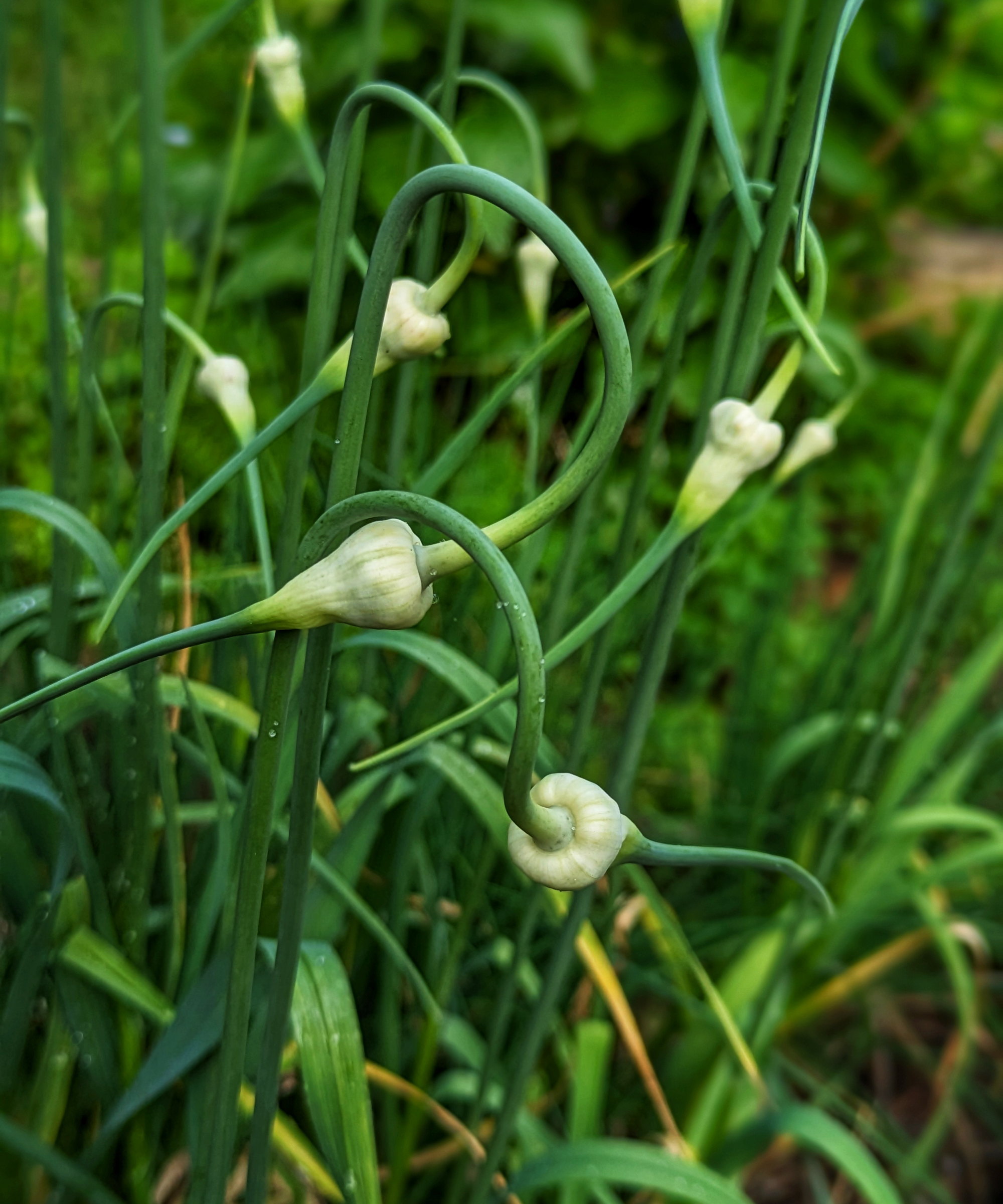 Garlic scapes curling over the foliage are ready to harvest