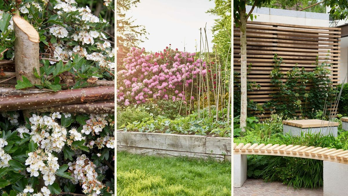 8 best plants for privacy – for beautiful, botanical screening in your garden