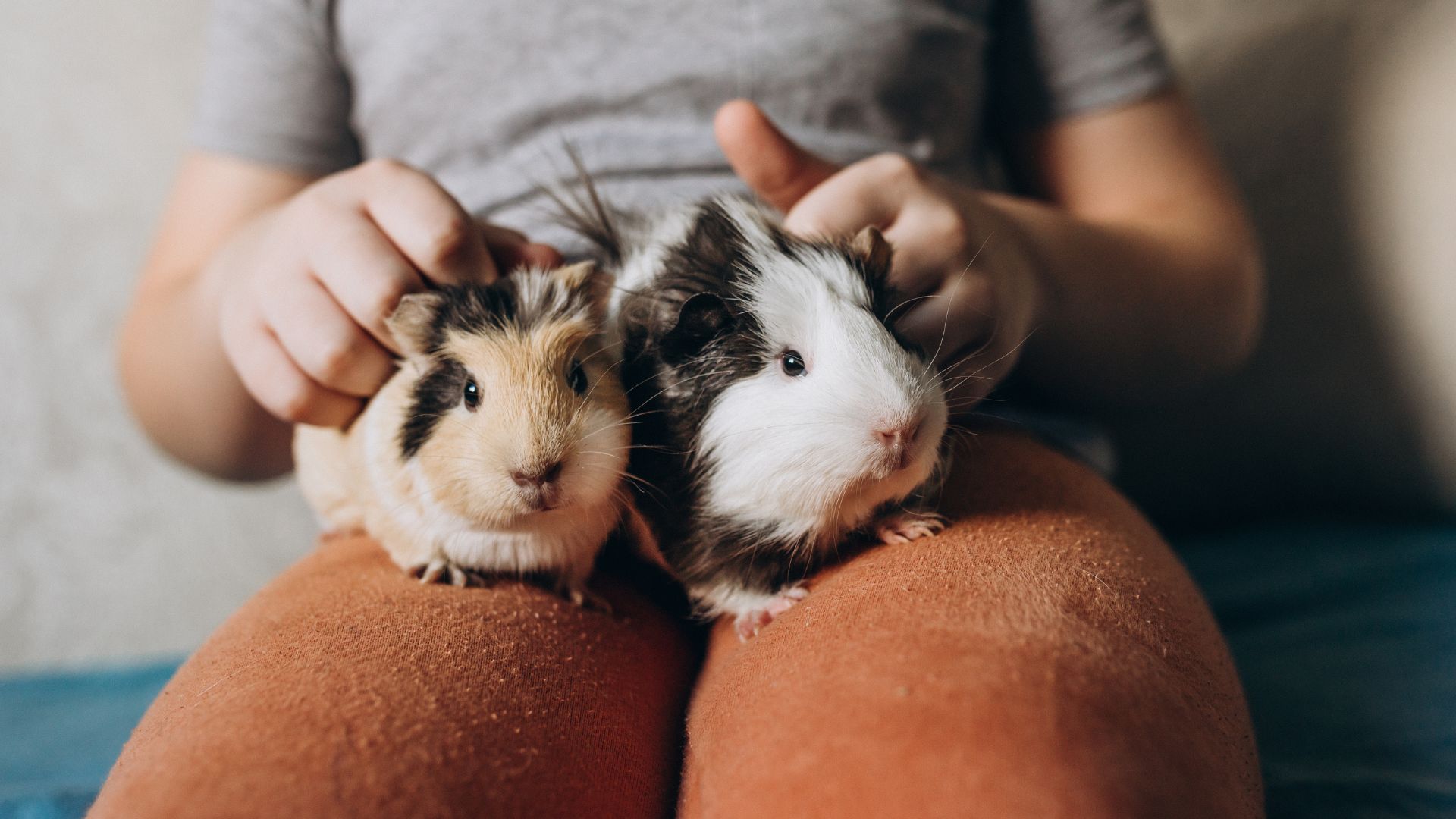 Two guinea pigs being stroked by a woman on her lap
