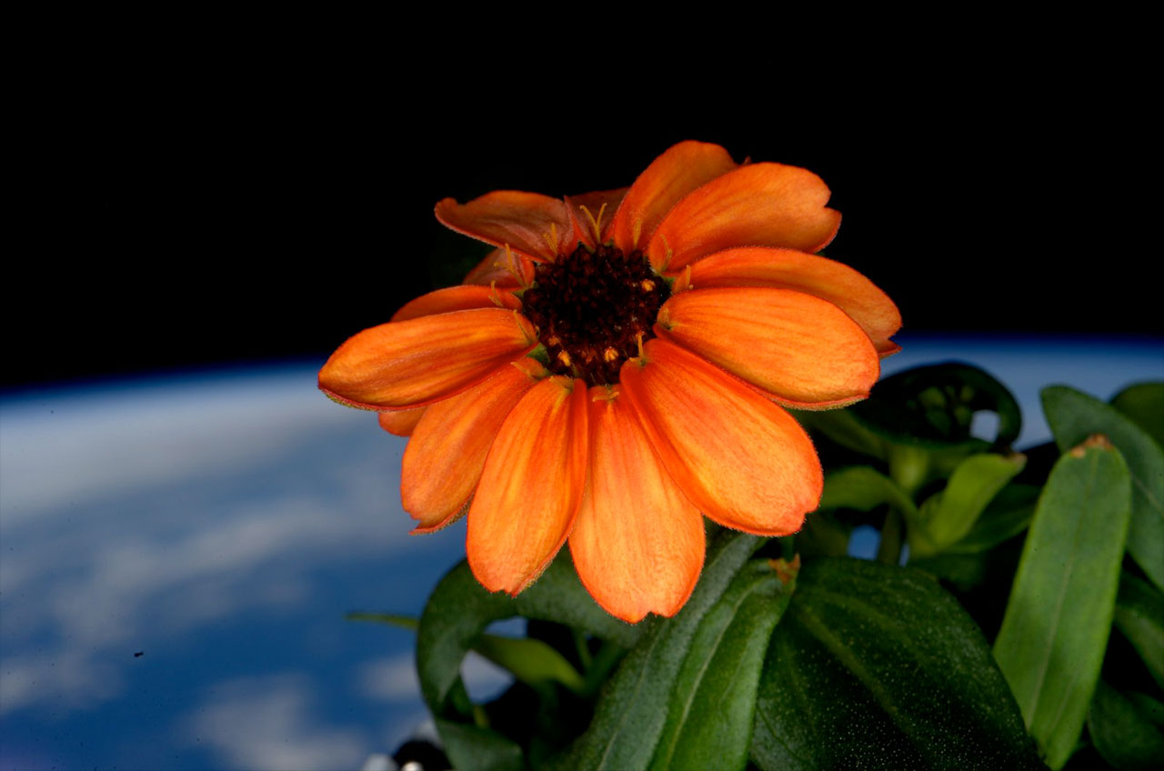 Orange zinnia, first flower ISS