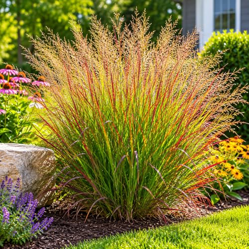 Perennial Farm Panicum Virgatum 'cheyenne Sky' &amp;ndash; Live Switch Grass in #1 Container, Blue-Green Foliage Turns Wine Red, Purple Summer Blooms, Native, Drought Tolerant, Ideal for Borders &amp;amp; Landscapes