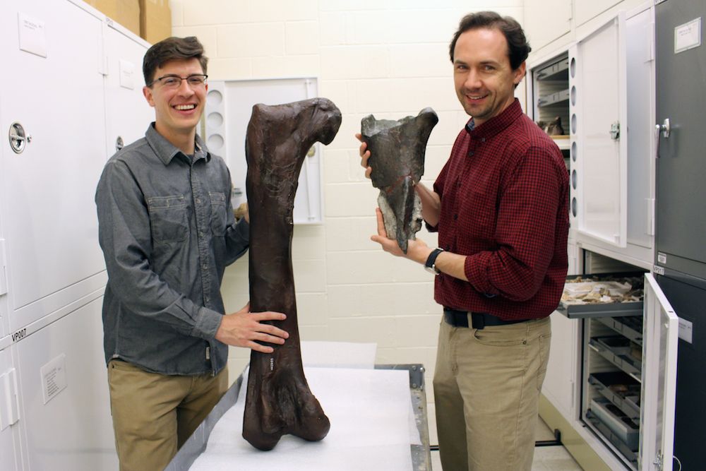 size and placement of the fossil fragment compared to the cast of a Daspletosaurus femur