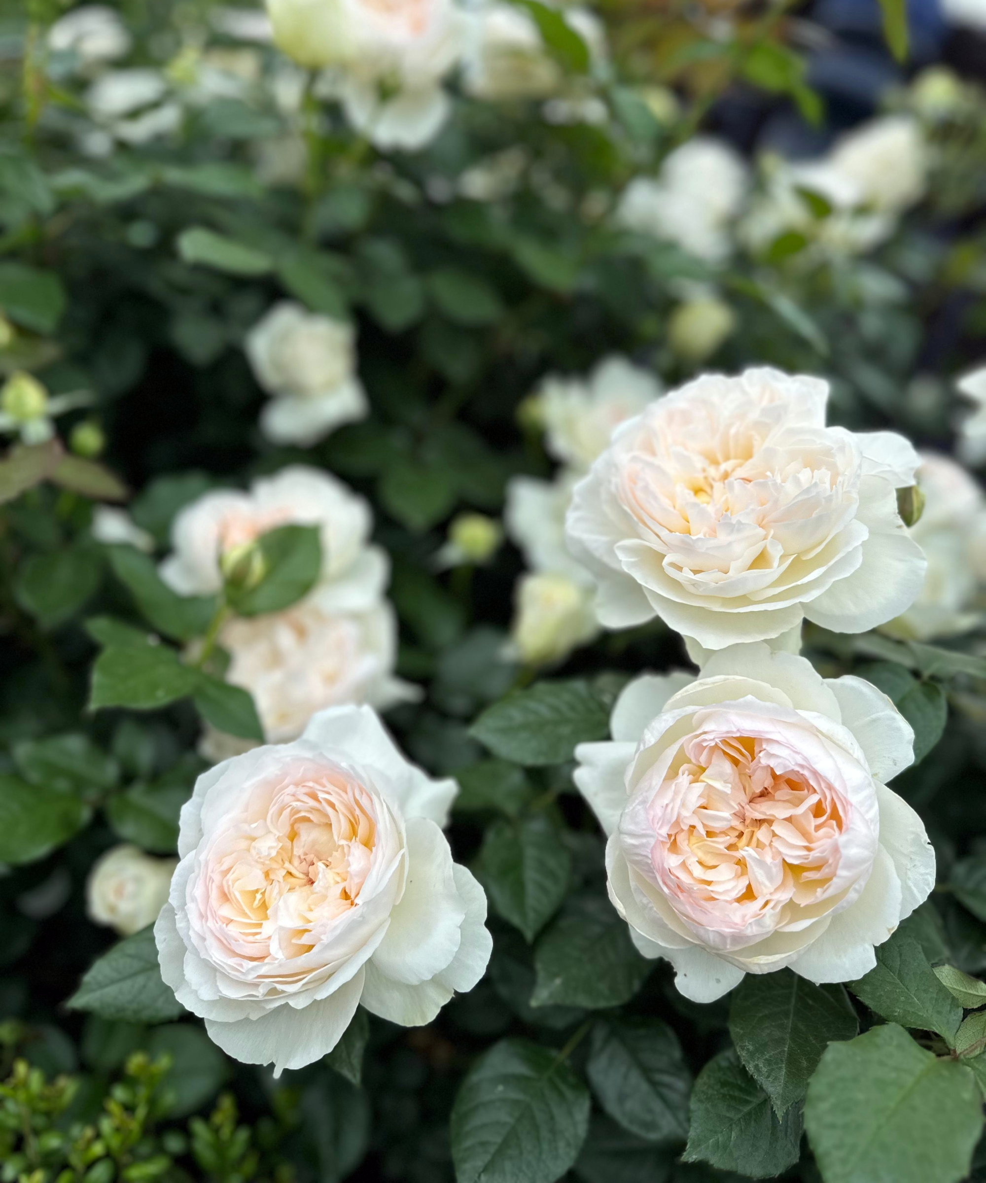 The scented apricot flowers of Rose Bolero, also known as Rosa &amp;lsquo;Meidelweis', growing as an accent plant in a garden