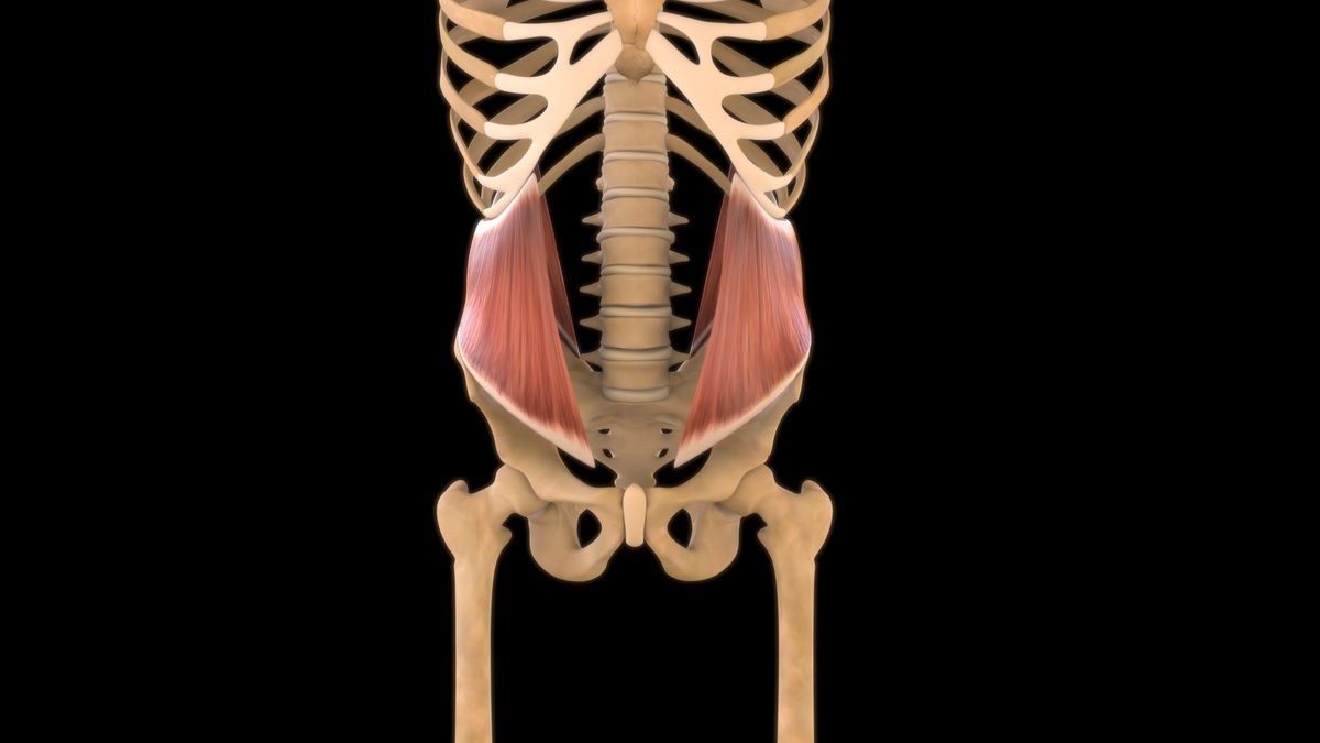 What are core muscles? | Live Science