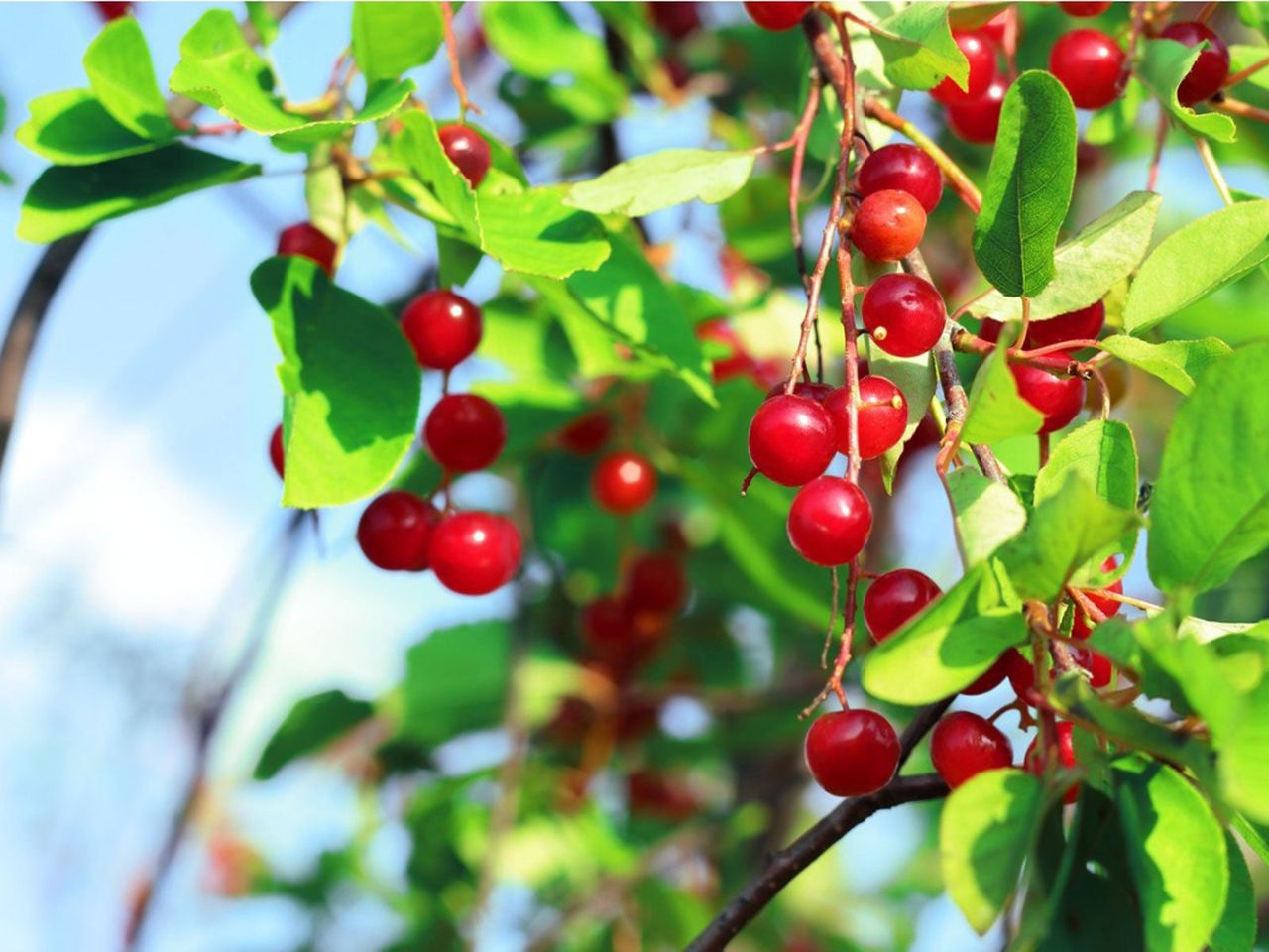 Red Berried Bush