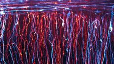 48-hour time-lapse of developing neurons connecting the opposite side of the central nervous system in a chick embryo