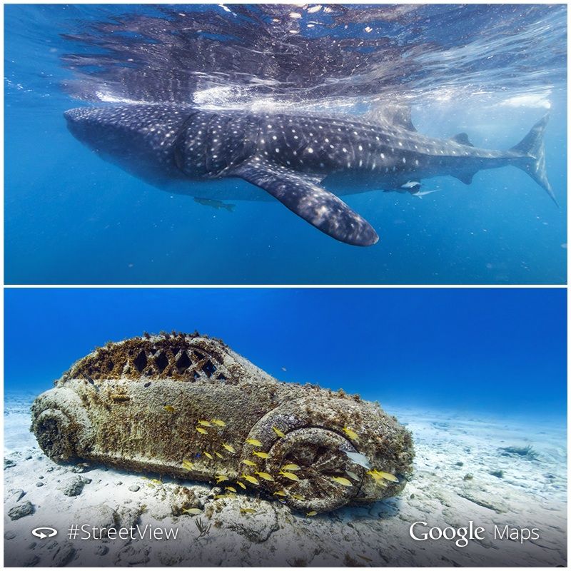 image of car and whale sharks captured with street view