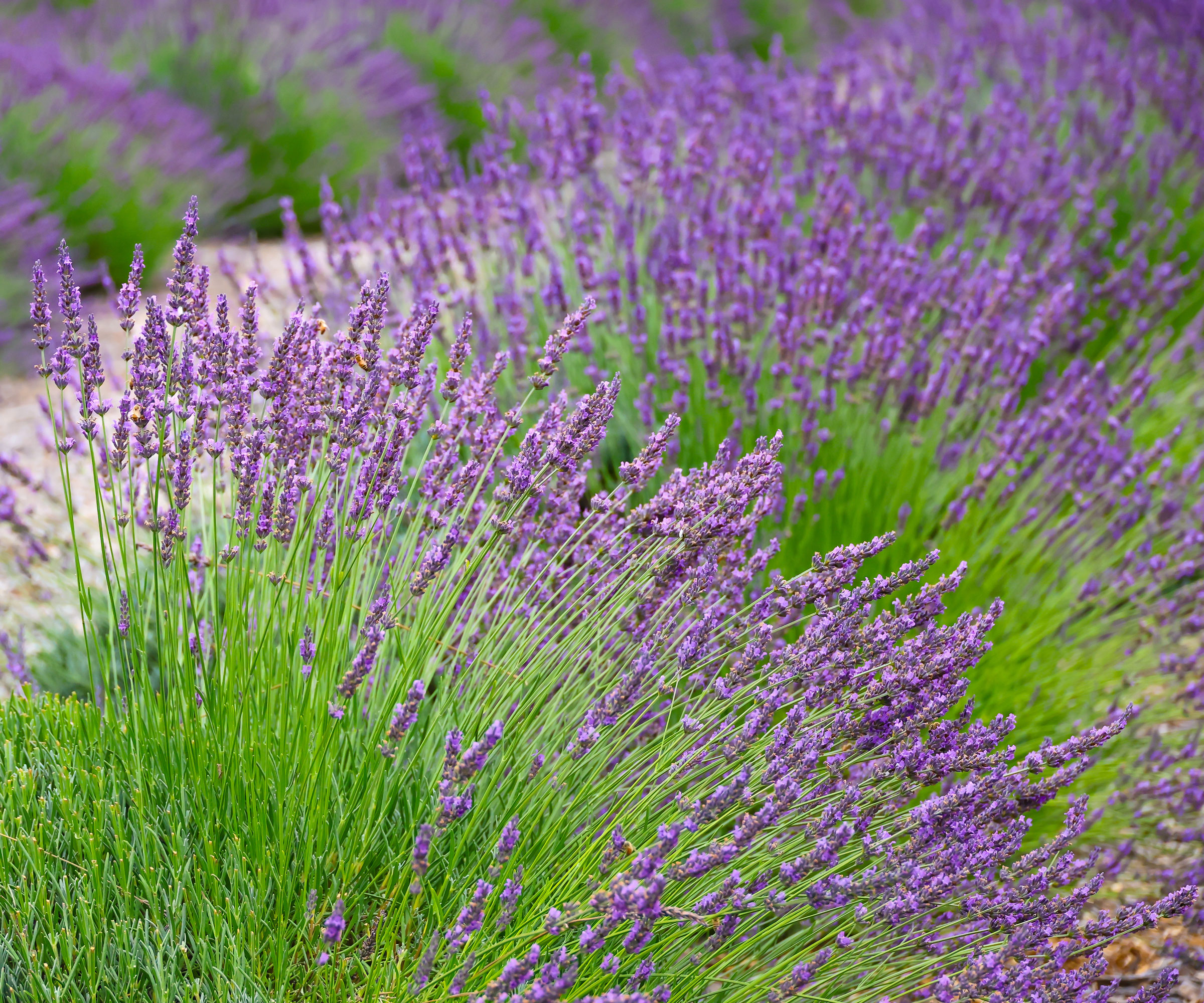 lavender plants with purple flowers planted in drifts along white gravel pathway