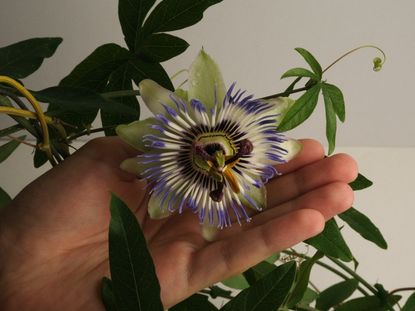 A hand gently holds a passion flower growing on a vine indoors