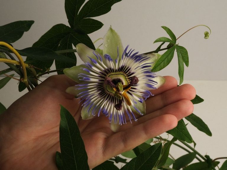 Hand Pollinating Passion Fruit Flowers How To Pollinate Passion Vine