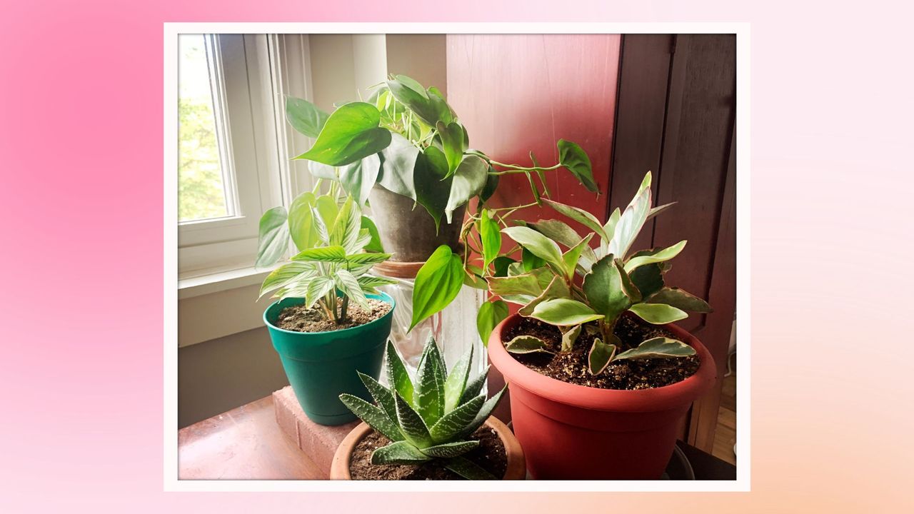 plant on a windowsill on a pastel background