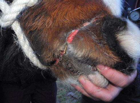 Horse dumped Worcester1