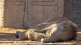 Baby elephant sleeping against a wall at a zoo in Lützen, Germany.