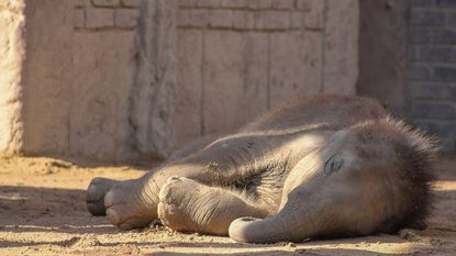 Baby elephant sleeping against a wall at a zoo in L&uuml;tzen, Germany.