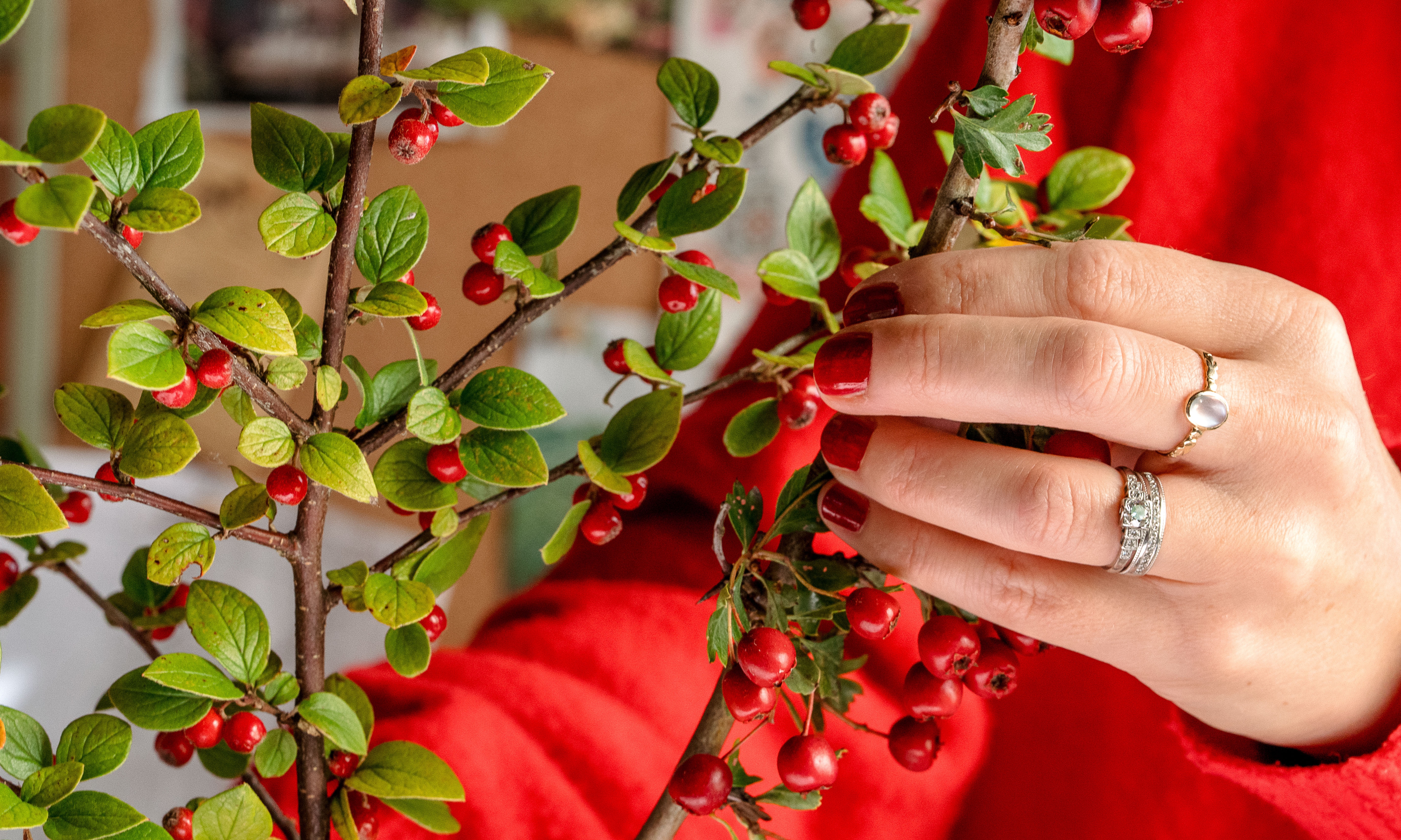 Close up of hand holding a cotoneaster branch with red berries and red cardigan in background