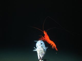 A large prawn feeds on bait.