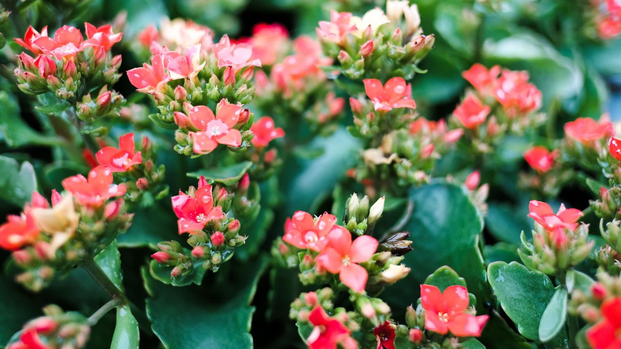 flowering kalanchoe plant with red blooms