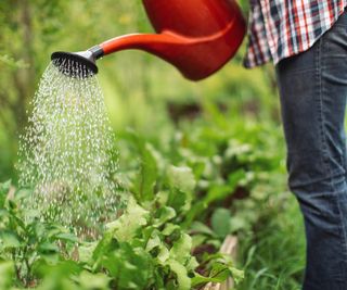 Watering vegetable plants with a can