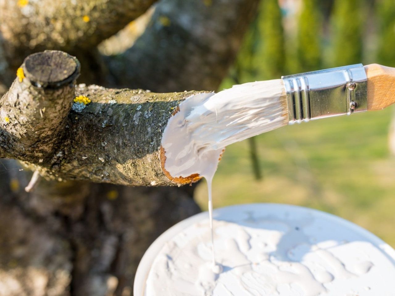 White paint being spread on a cut tree branch as pruning sealer