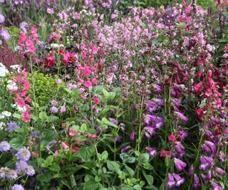 Penstemon in a garden