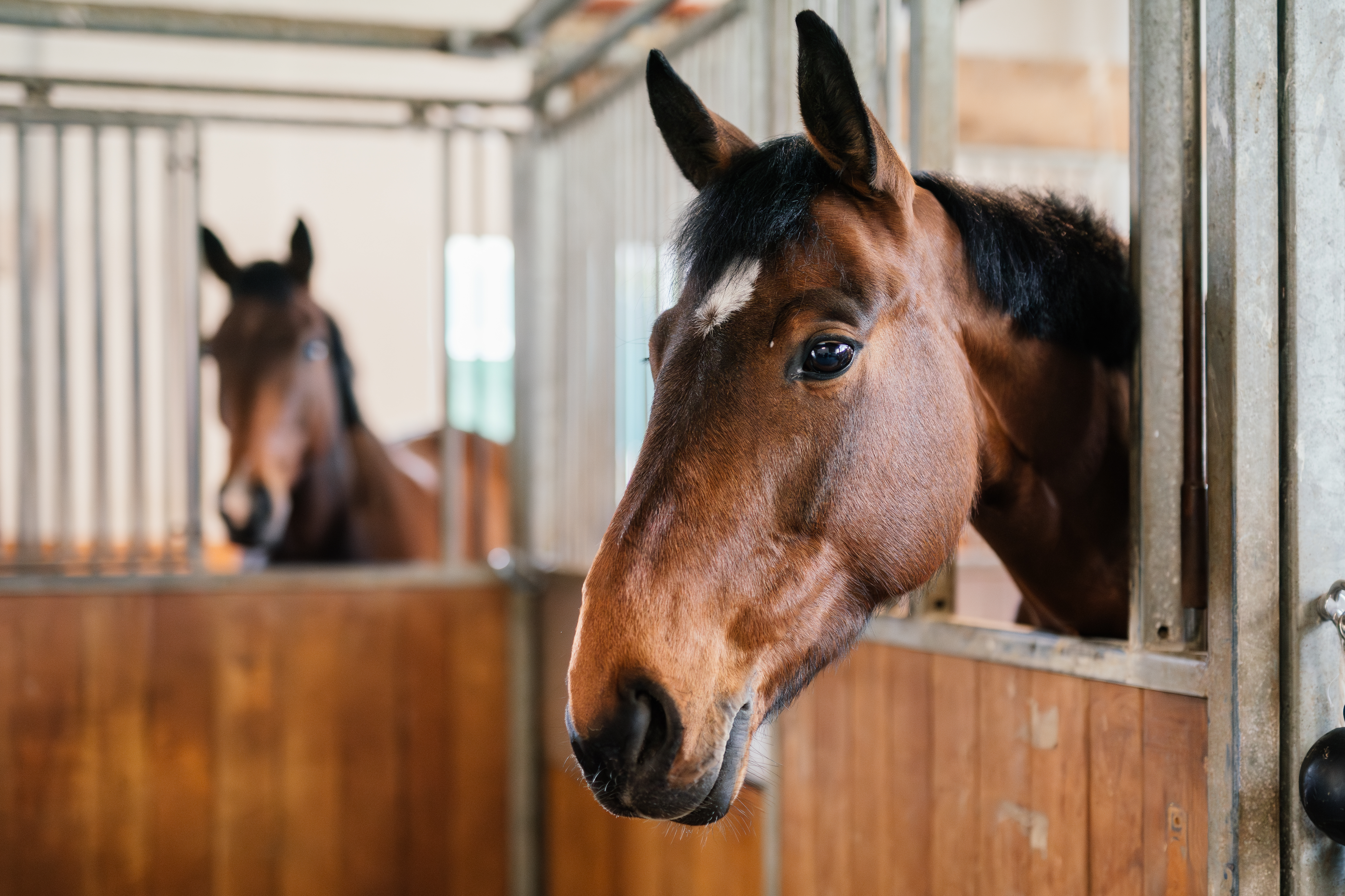 Two happy horses with heads over their stable doors