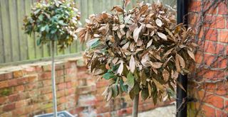 potted bay tree leaves turning brown