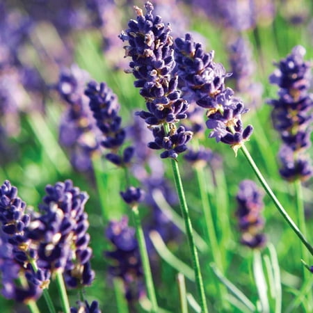 Munstead Lavender Herb - Perennial - 3" Pot - Live Plant
