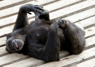 chimpanzees, chimp haven, lab animals, animal testing, chimp retirement