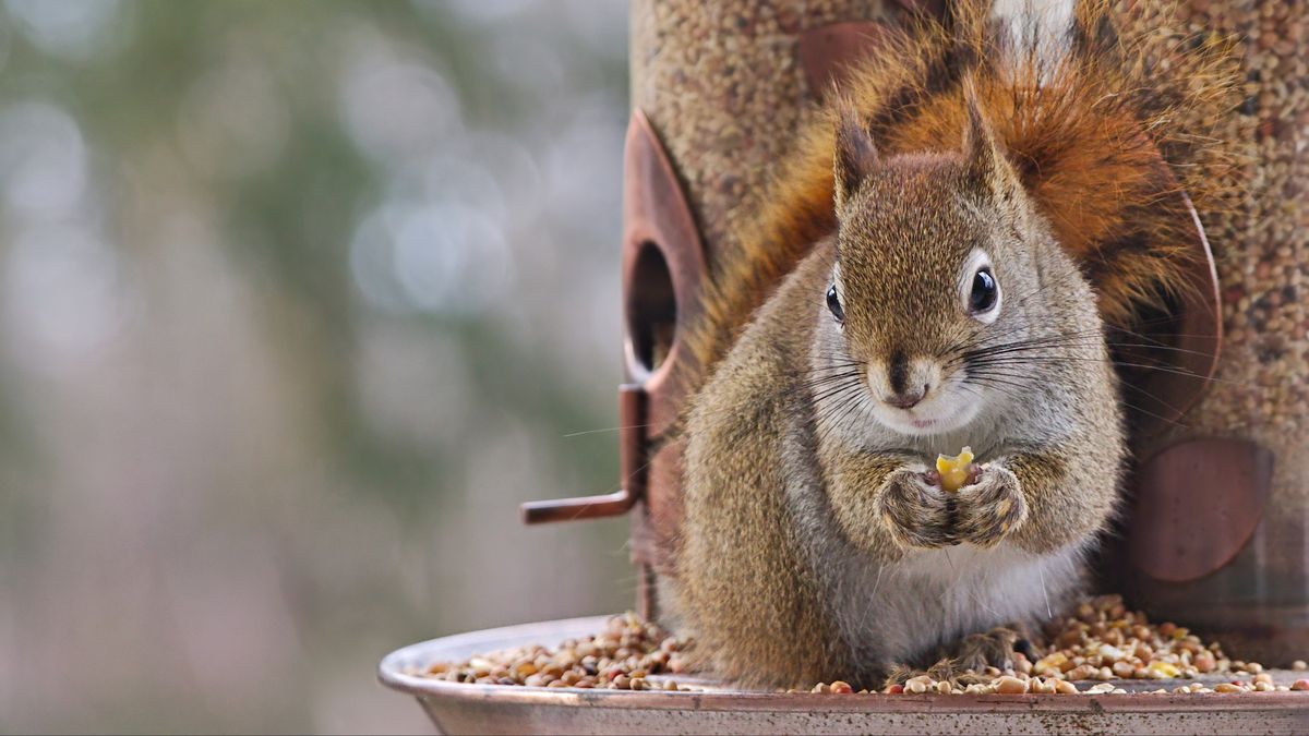 Squirrel eating seeds out of bird feeder