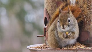 Squirrel eating seeds out of bird feeder