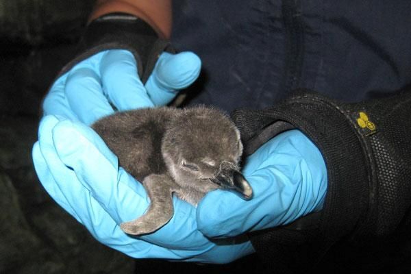 penguin-chick-monterey-110111-02