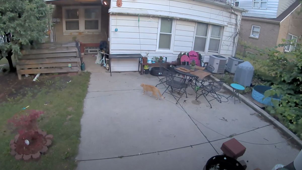Arlo Pro 4 security footage