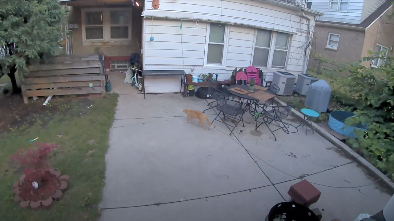 Arlo Pro 4 security footage