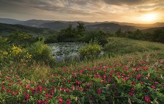 A garden by Giovanni Maurizi / ©International Garden Photographer of the Year