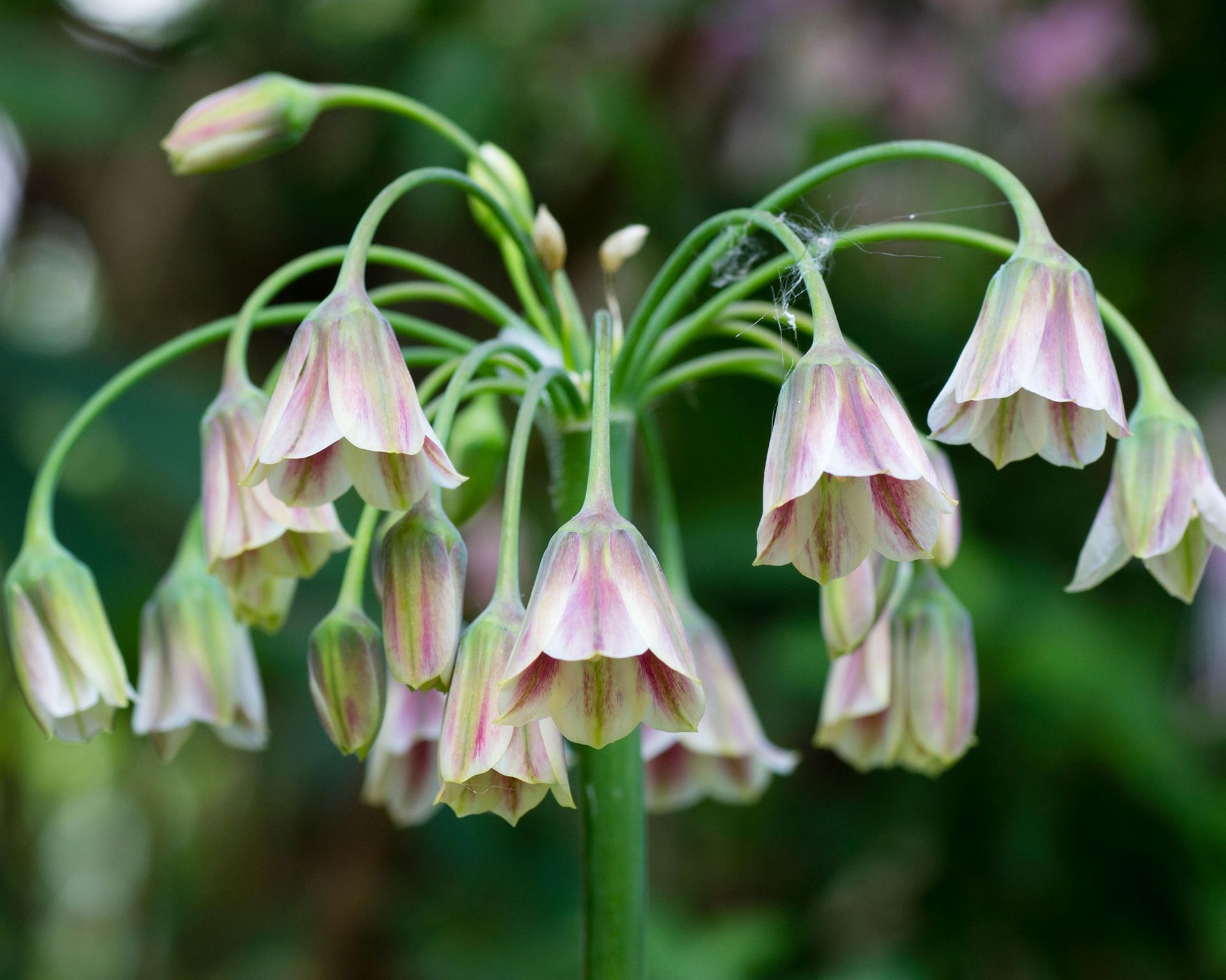 What Flowers To Plant In September Zone 9b