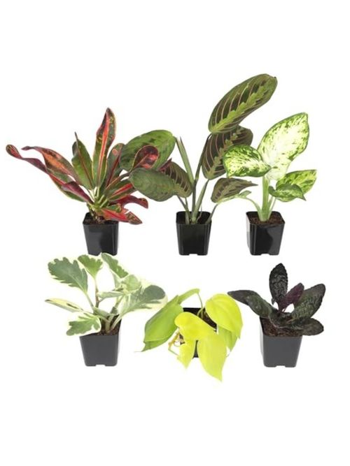 Easy to Grow Live Houseplants
