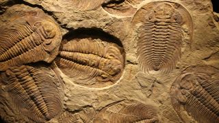 Trilobite fossils.
