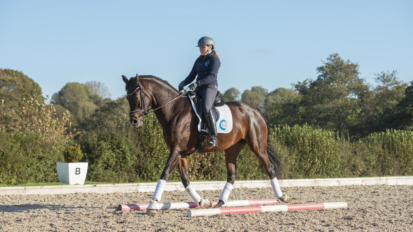 Dark bay horse trotting between two poles.