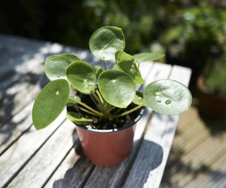 Chinese money plant on garden table