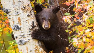 Bear cub in tree at Grand Teton National Park, USA