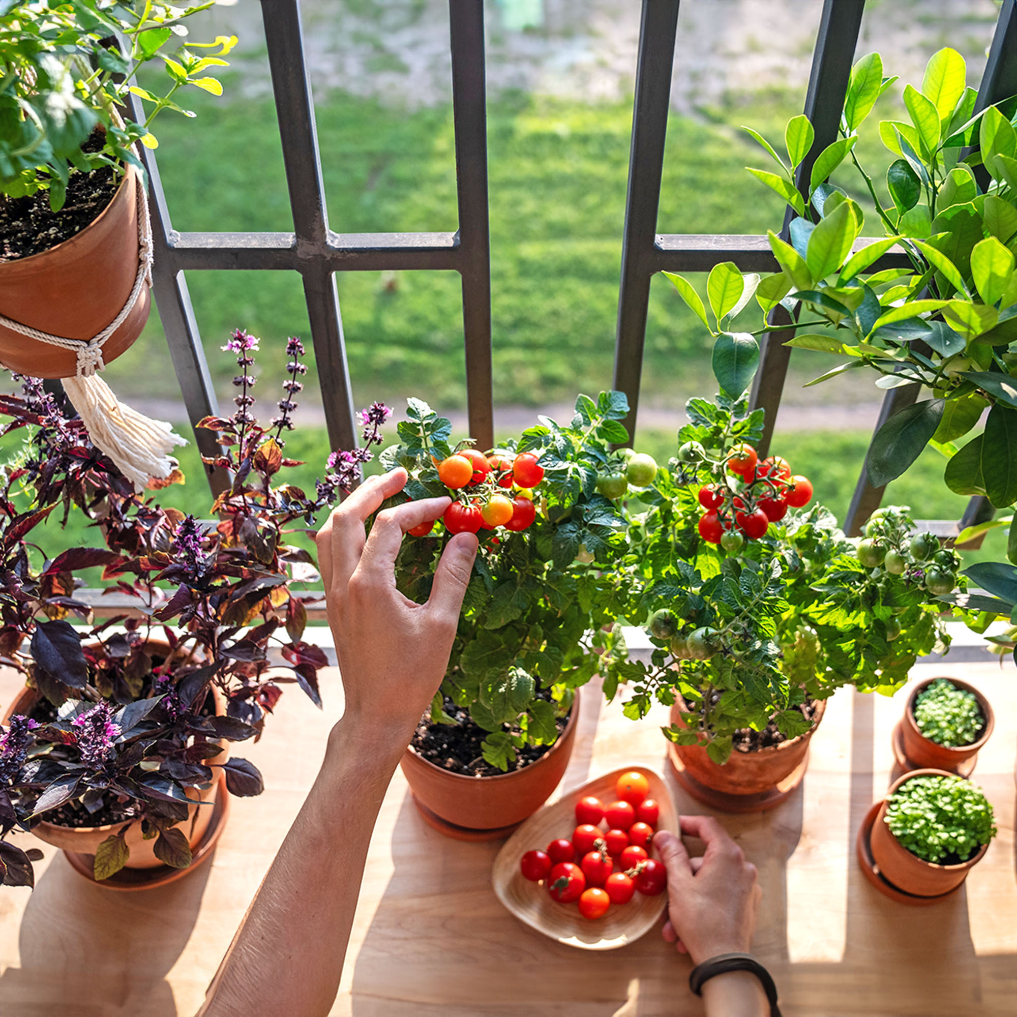 Hands harvesting cherry tomatoes from a sunny apartment windowsill container garden