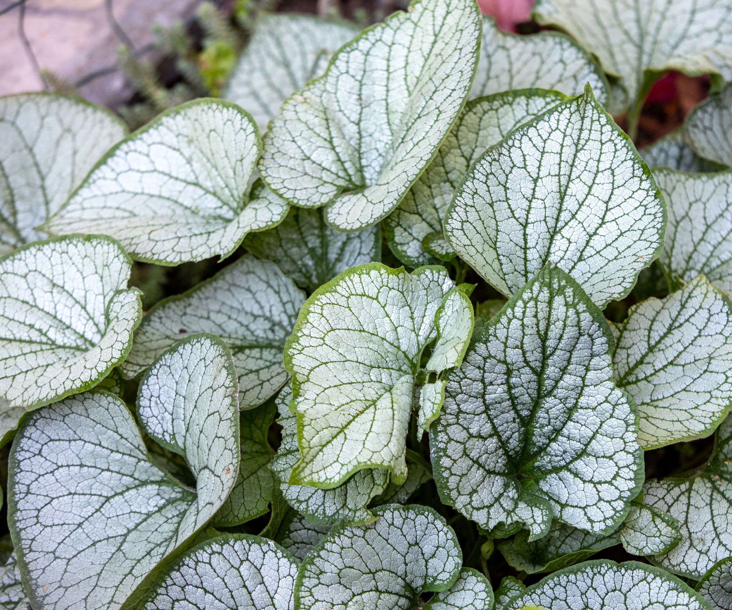 brunnera plant with silver white foliage