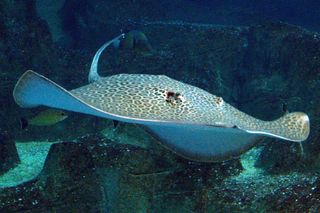 This Leopard Whipray