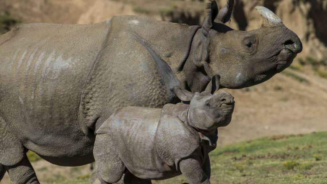 Baby rhino struts his stuff for the first time at the San Diego Zoo Safari Park