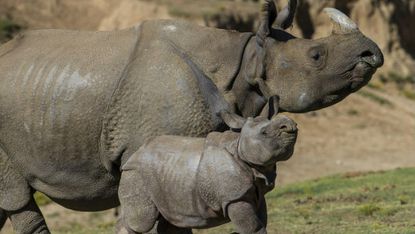 Baby rhino struts his stuff for the first time at the San Diego Zoo Safari Park