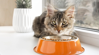 Cat looking at the camera above his orange food bowl