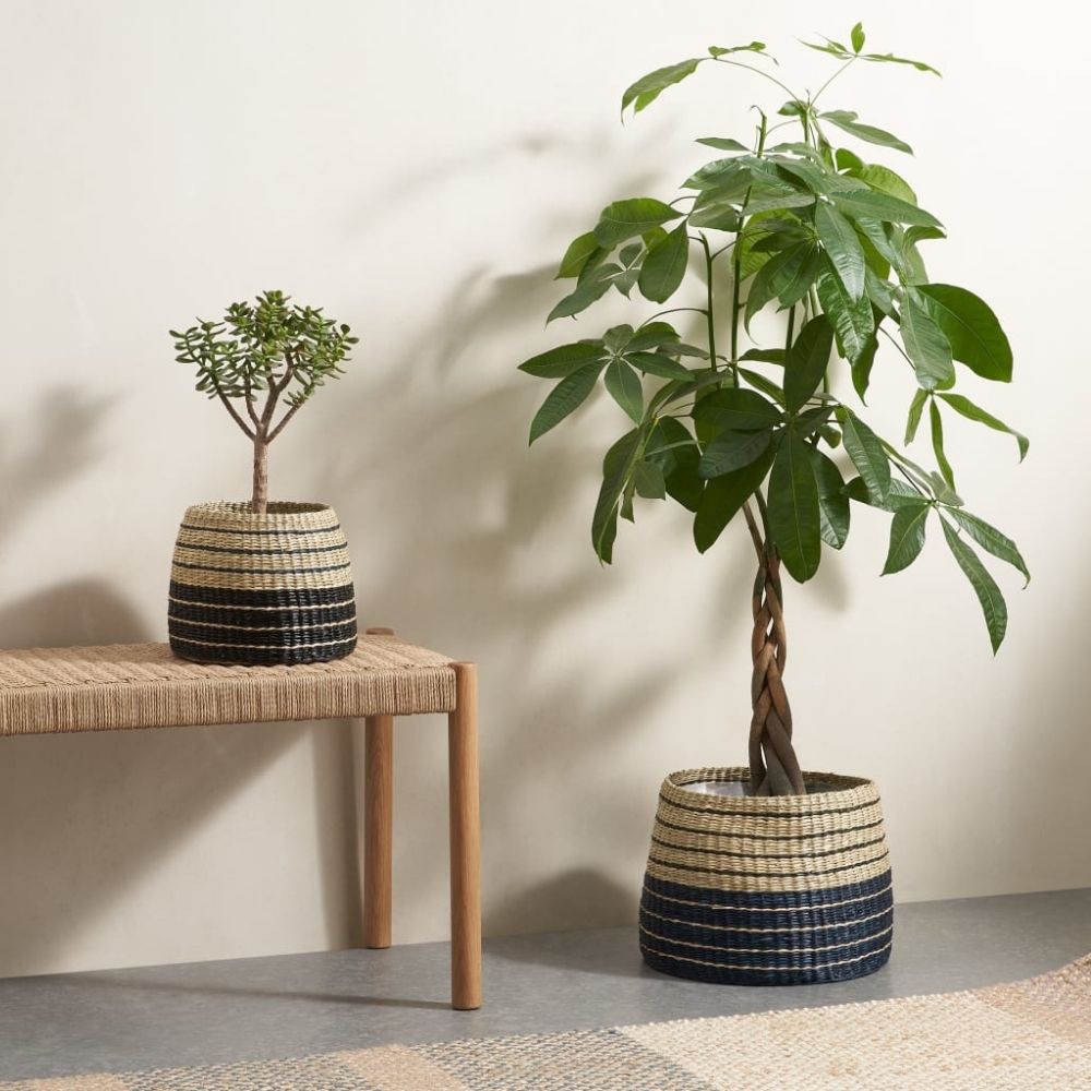 1 seagrass planter with plant inside on hallway table on floor next to seagrass planter with plant inside