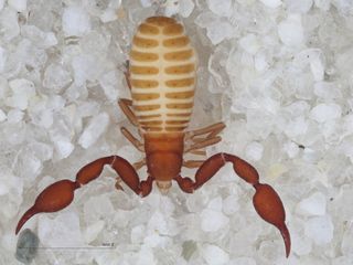 Two new species of cave-adapted, eyeless pseudoscorpions have been discovered in a cave on the northern rim of the Grand Canyon. Here, one of the species, Tuberochernes cohni.