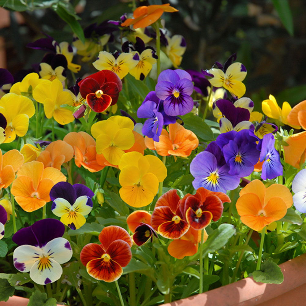 multi-coloured violas in bloom in a garden planter